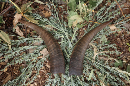 Goat Horns - Pair