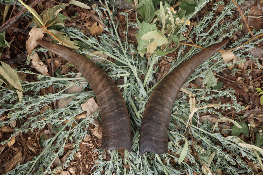 Goat Horns - Pair