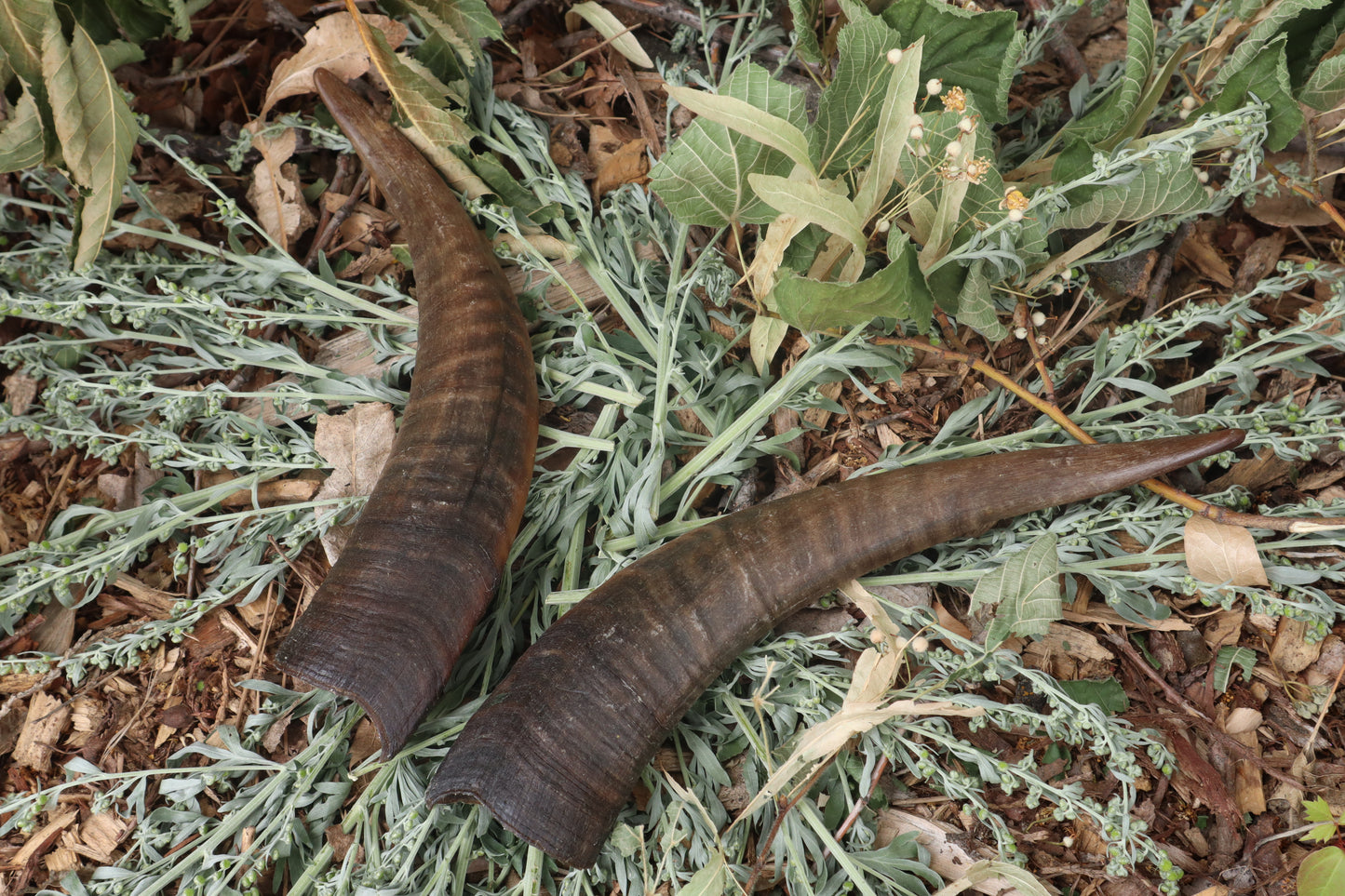 Goat Horns - Pair