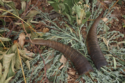 Goat Horns - Pair