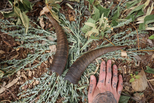 Goat Horns - Pair