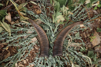 Goat Horns - Pair