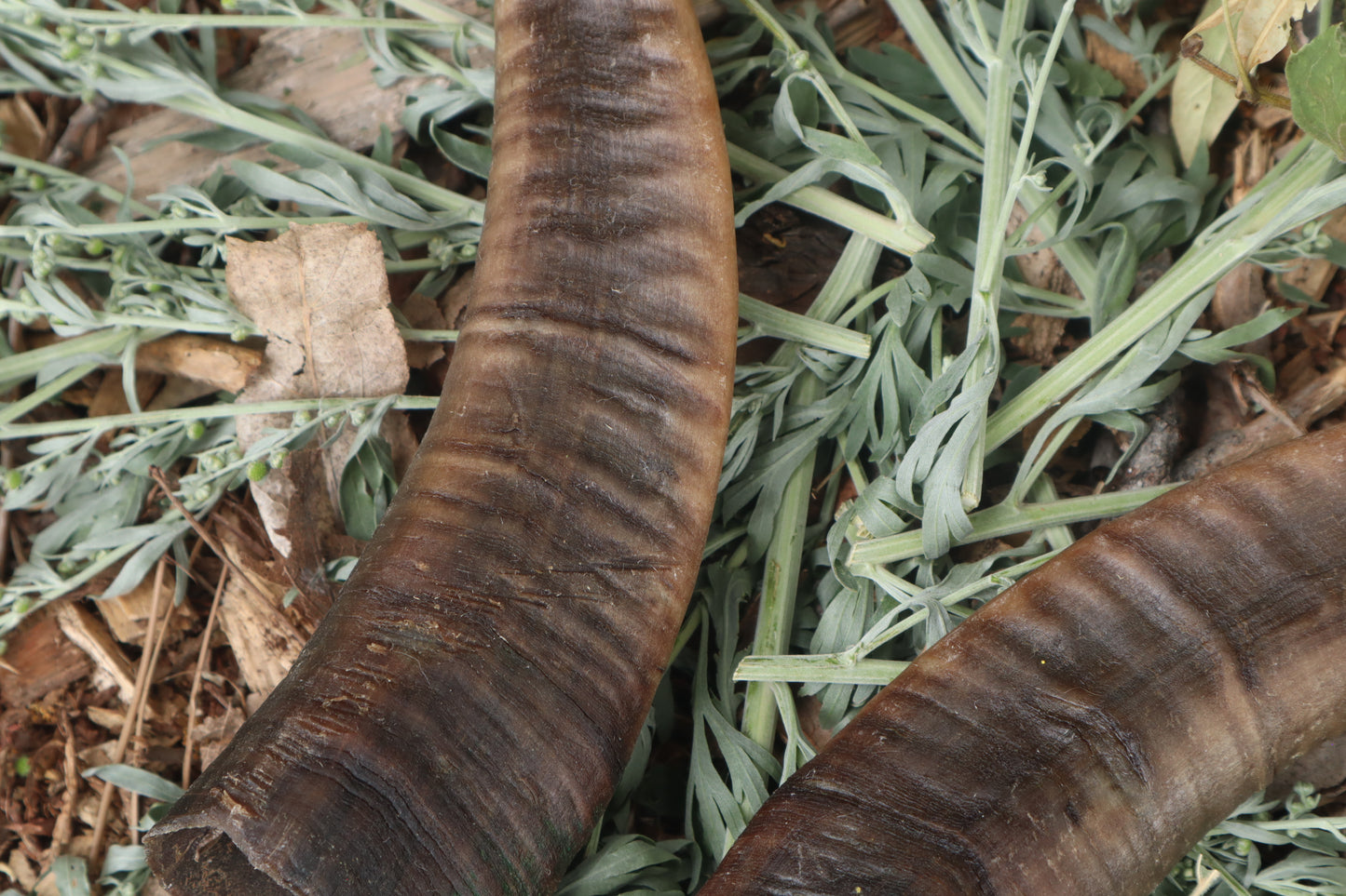 Goat Horns - Pair