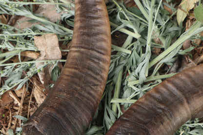 Goat Horns - Pair