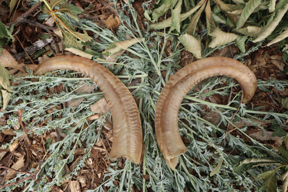 Goat Horns - Pair