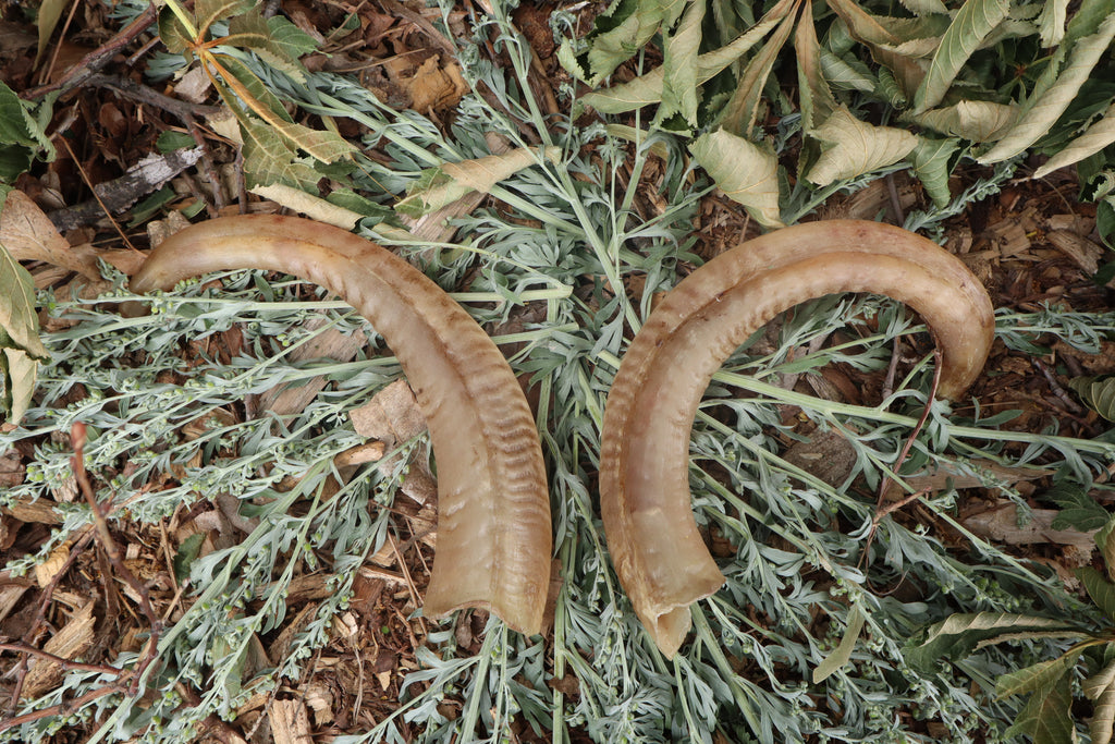 Goat Horns - Pair