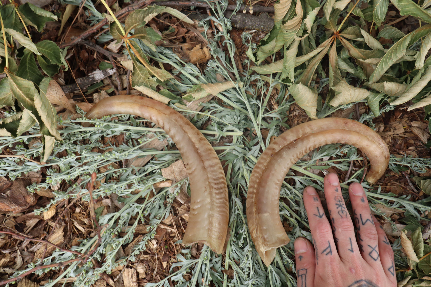 Goat Horns - Pair