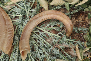 Goat Horns - Pair