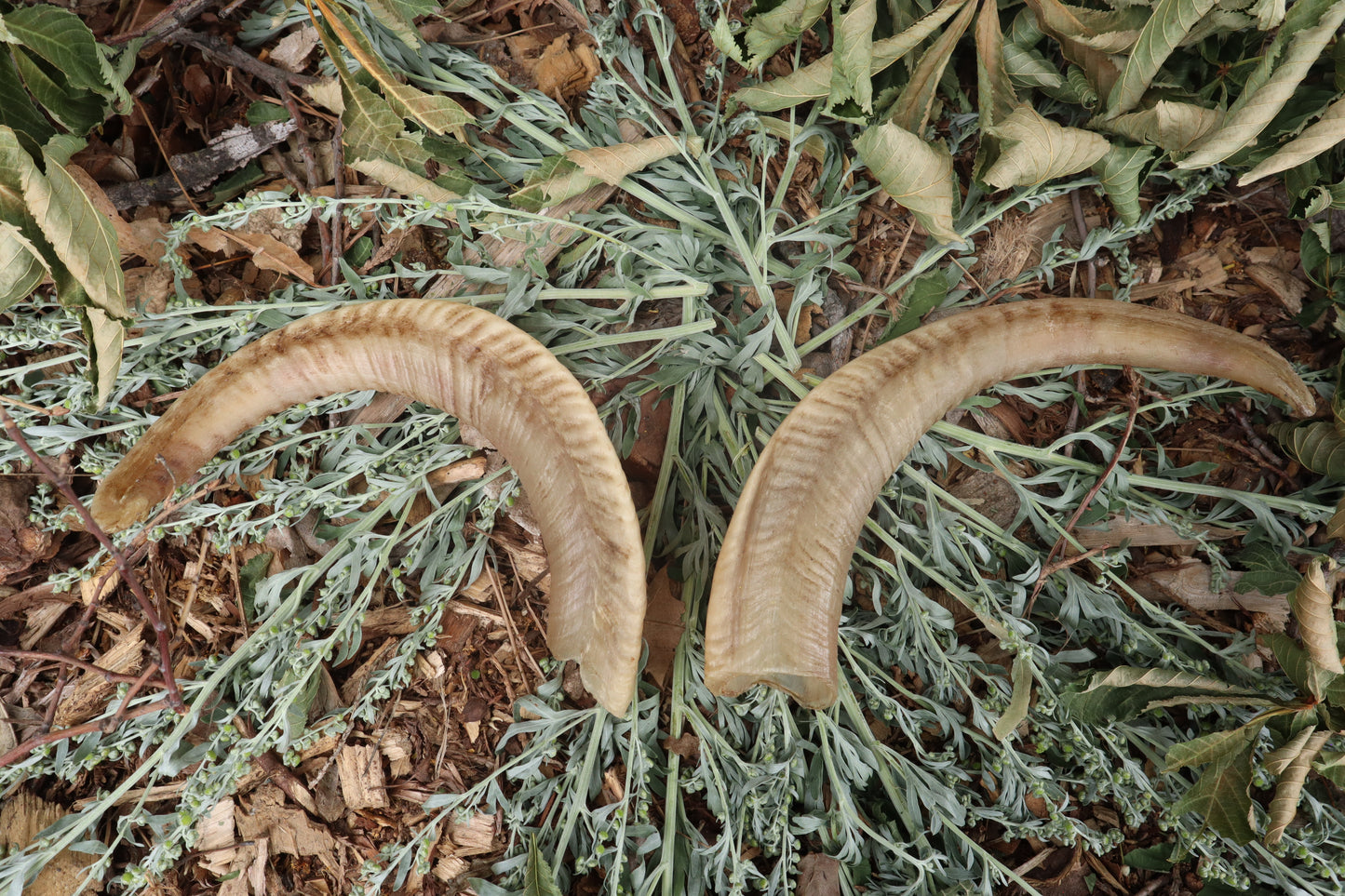 Goat Horns - Pair
