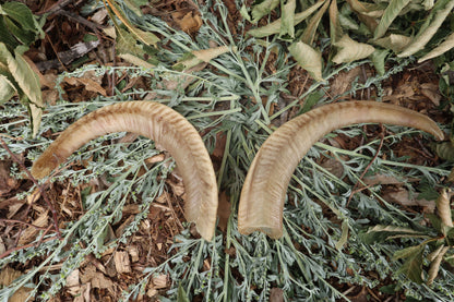 Goat Horns - Pair