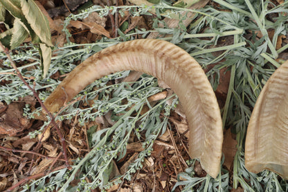 Goat Horns - Pair