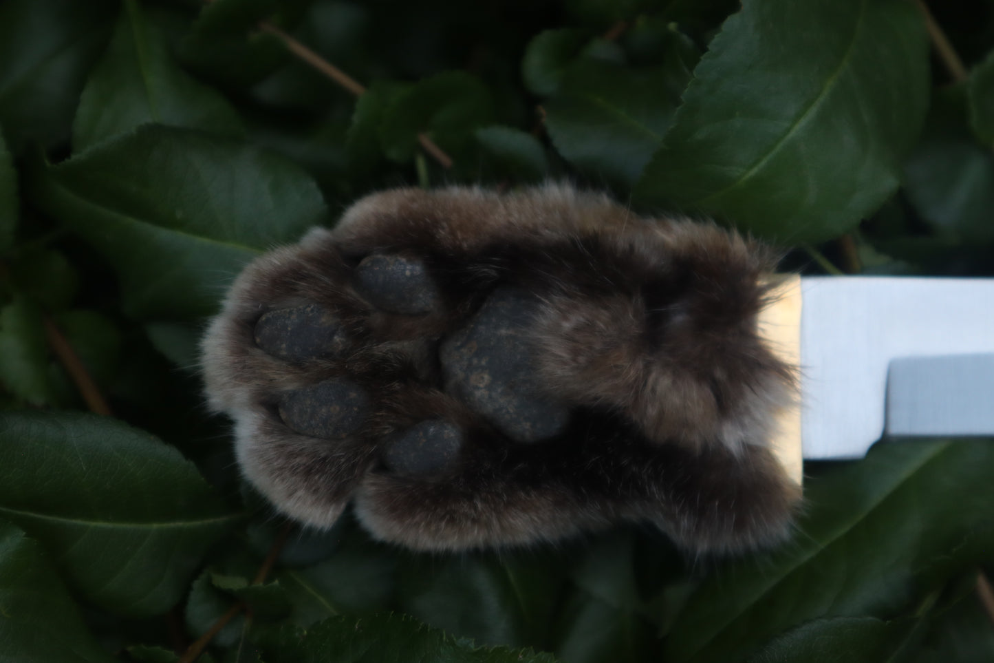 Bobcat Paw Knife