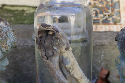 Wolf Trachea Wet Specimen
