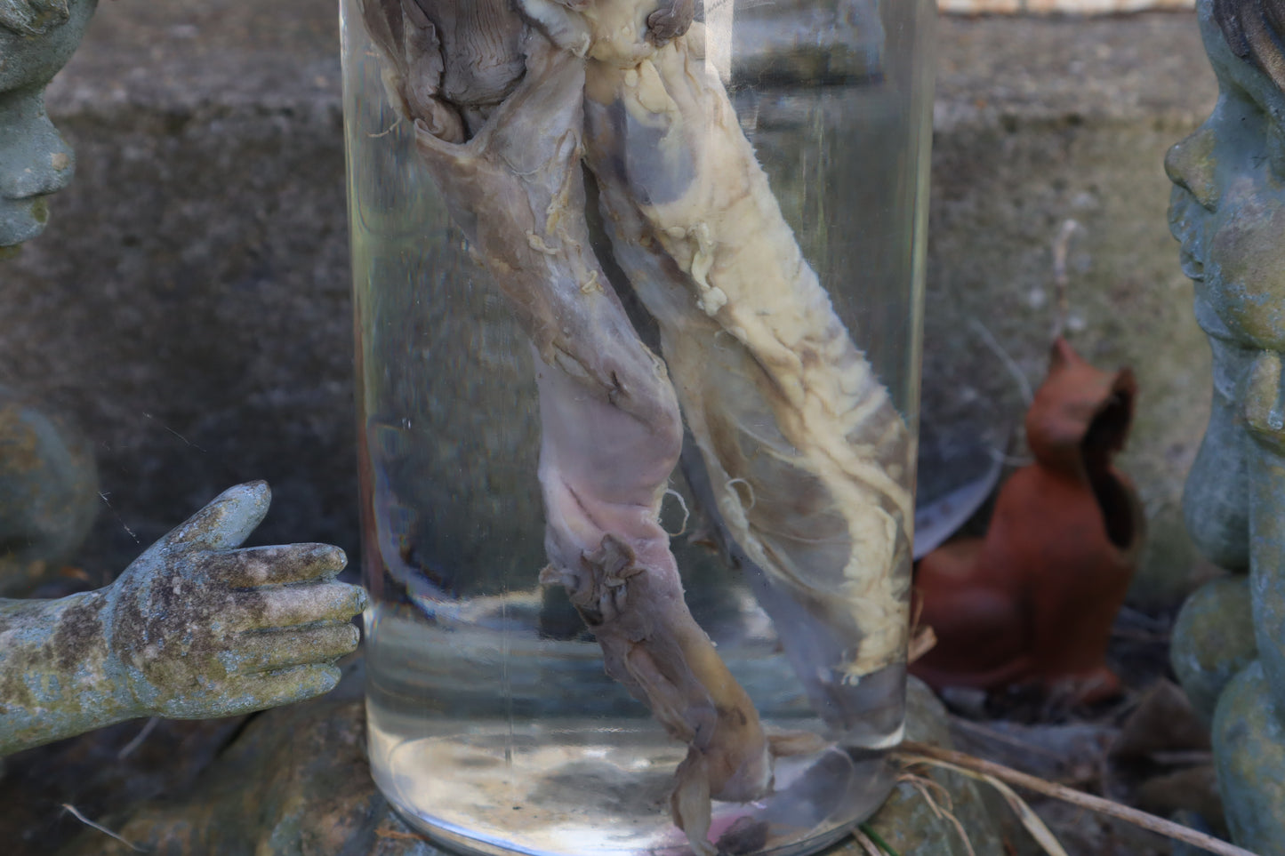 Wolf Trachea Wet Specimen