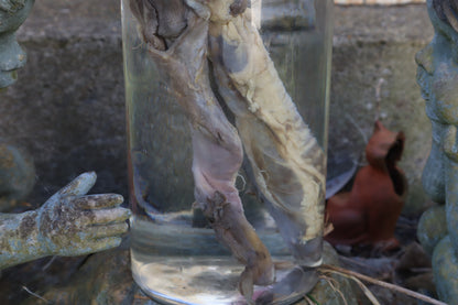 Wolf Trachea Wet Specimen
