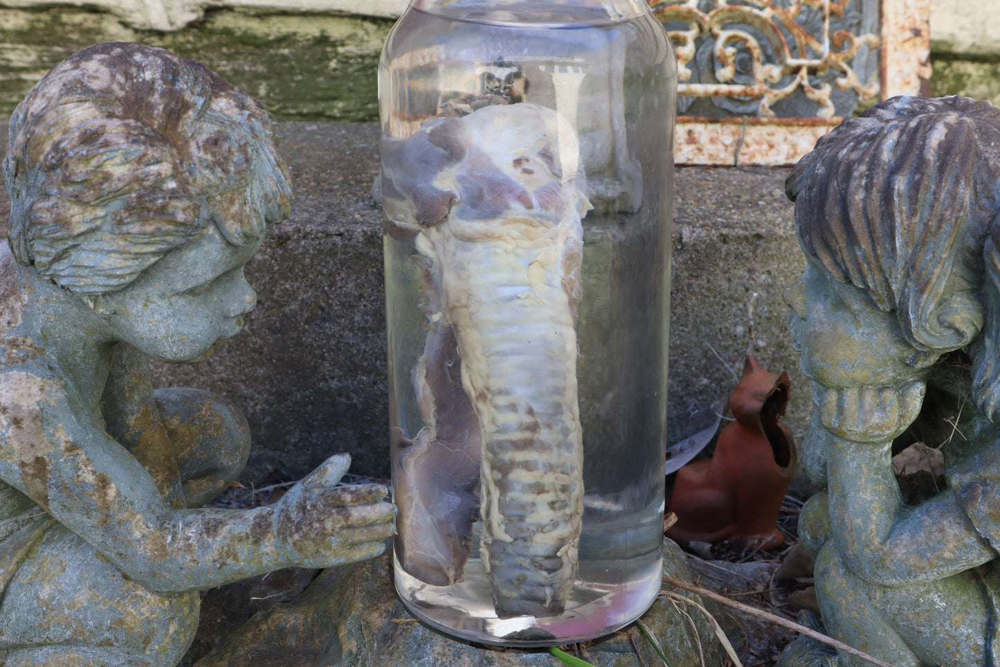 Wolf Trachea Wet Specimen