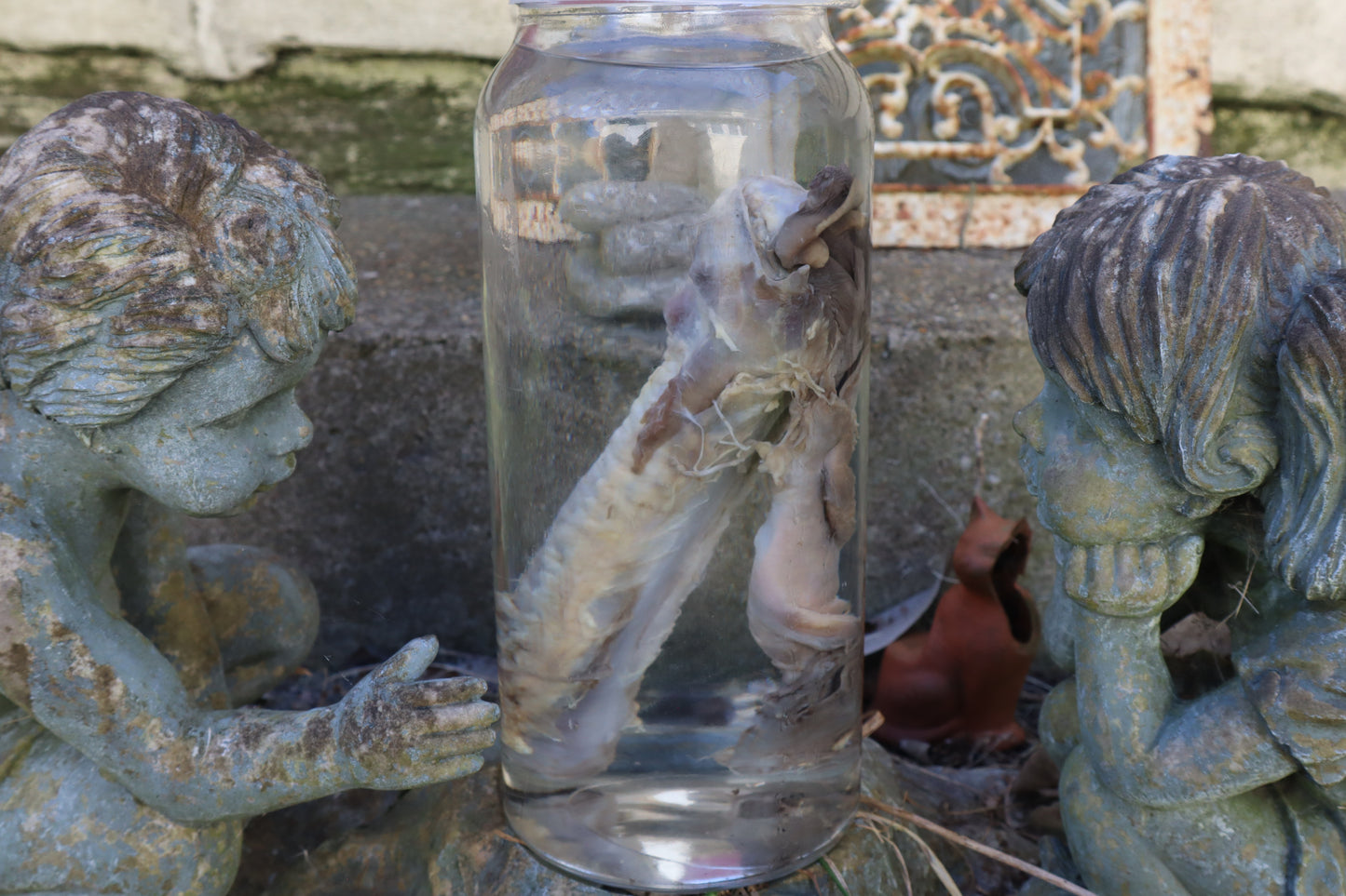 Wolf Trachea Wet Specimen