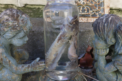 Wolf Trachea Wet Specimen