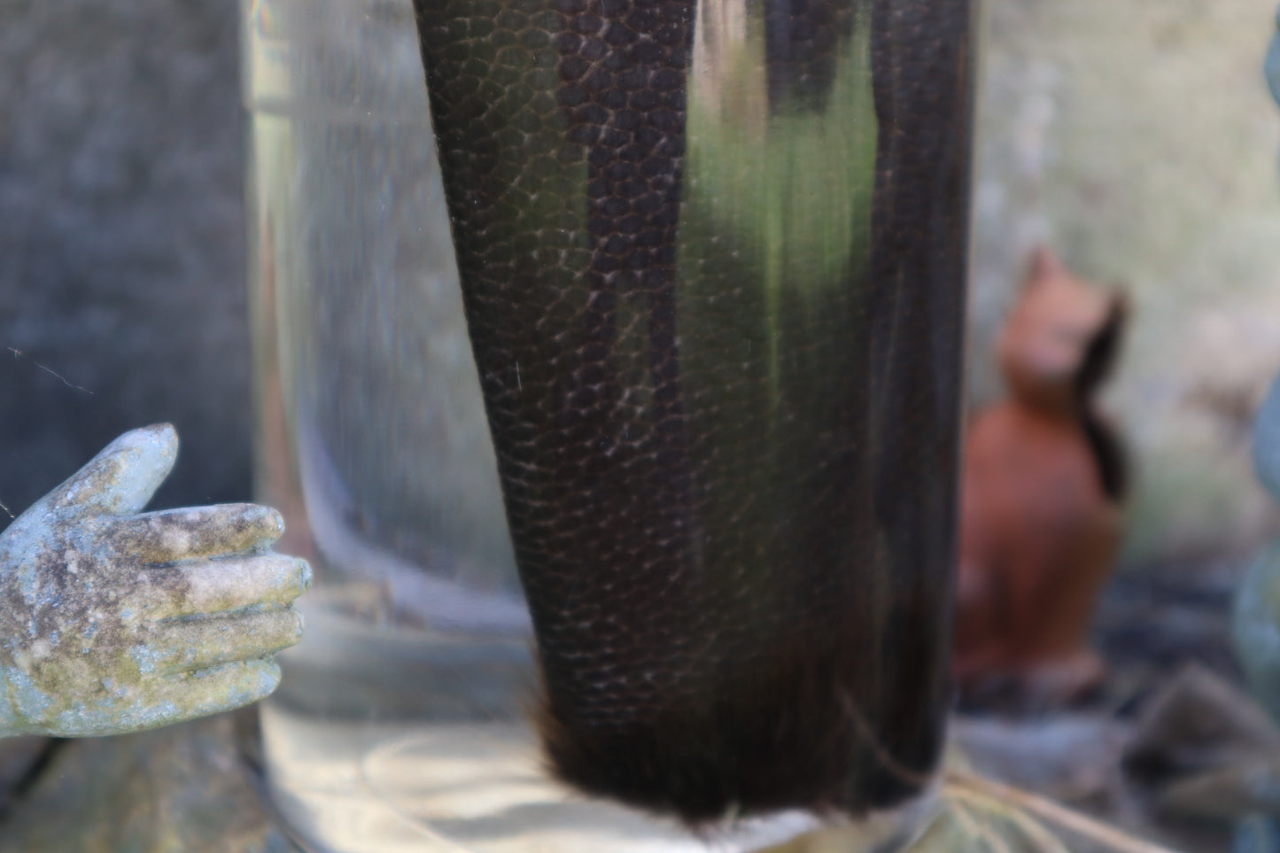 Beaver Tail Wet Specimen
