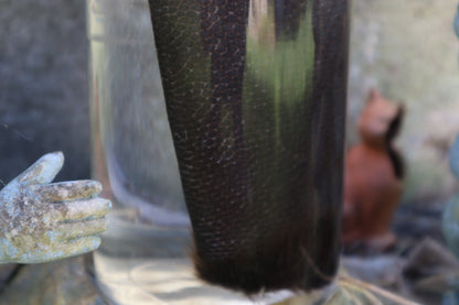 Beaver Tail Wet Specimen