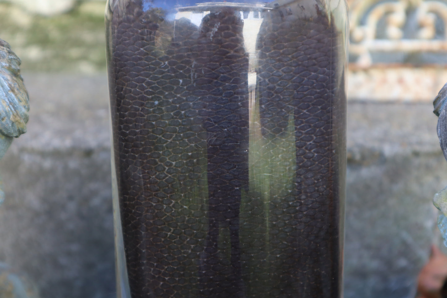 Beaver Tail Wet Specimen