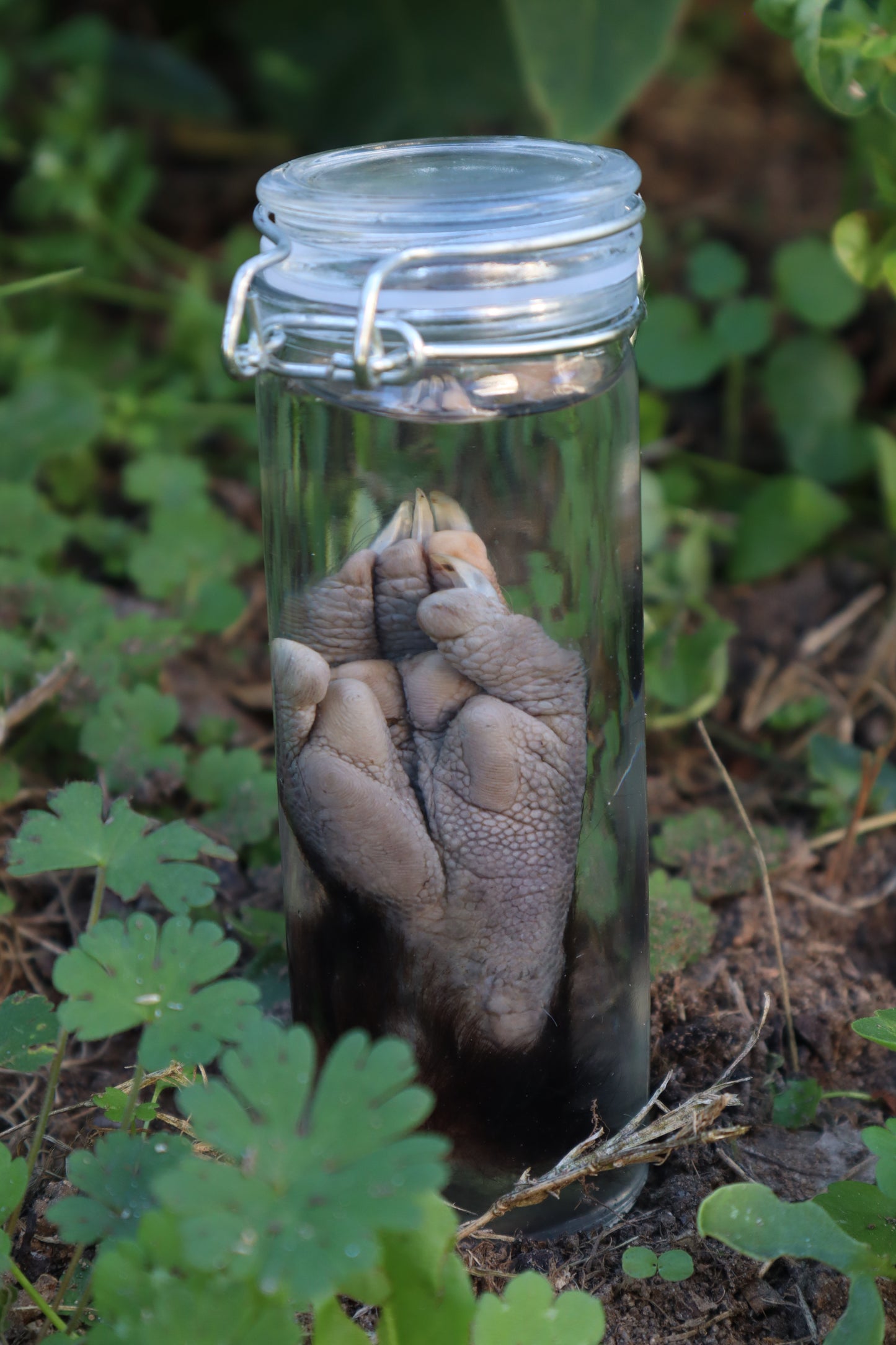 Opossum Paw Wet Specimen