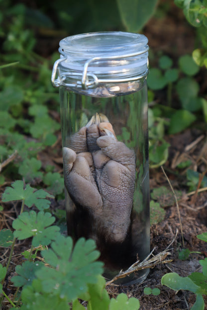 Opossum Paw Wet Specimen