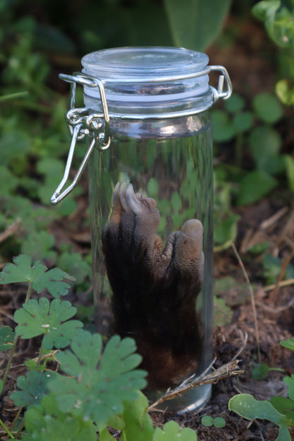 Opossum Paw Wet Specimen