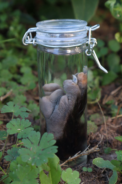 Opossum Paw Wet Specimen