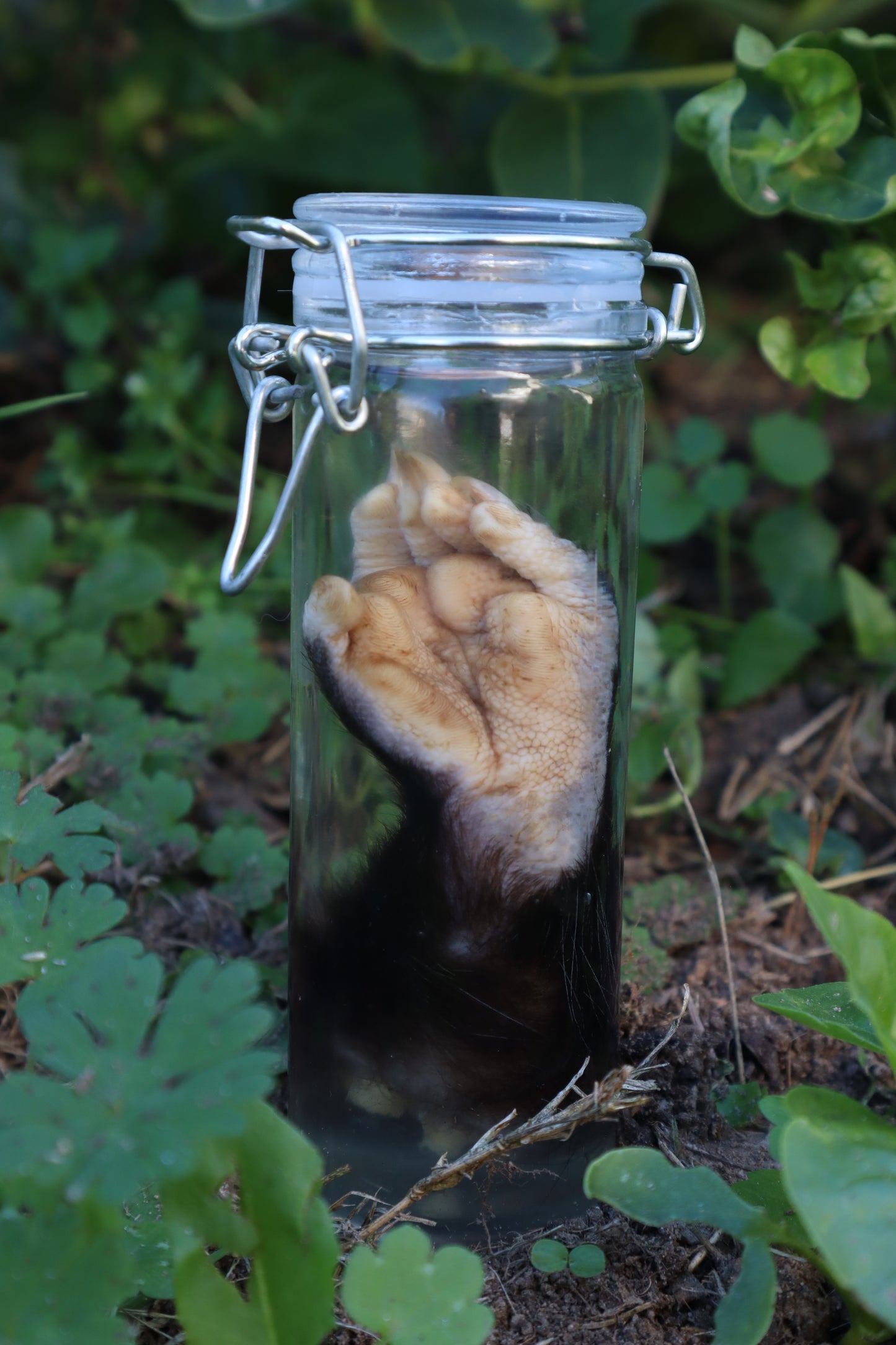Opossum Paw Wet Specimen