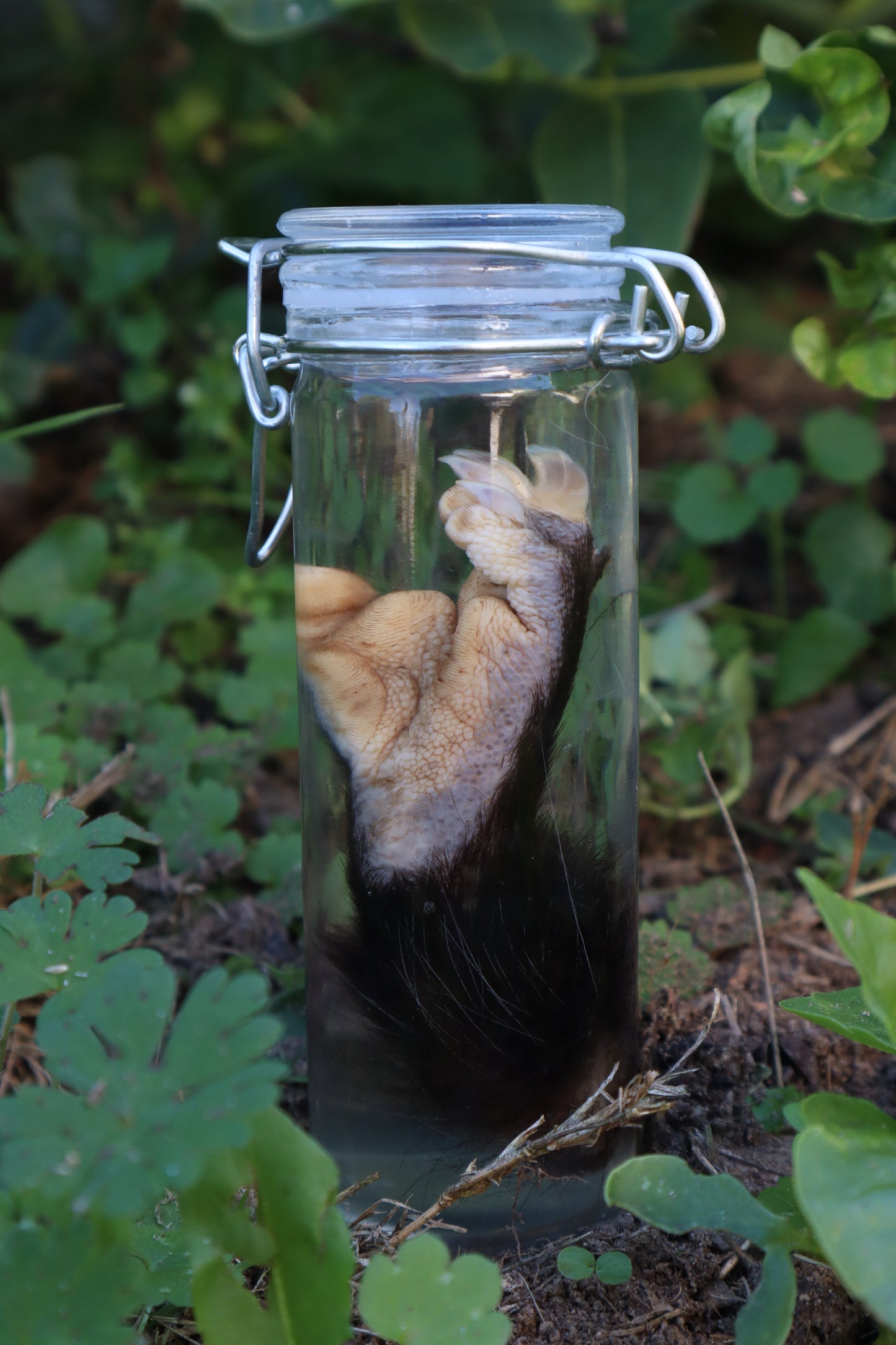 Opossum Paw Wet Specimen