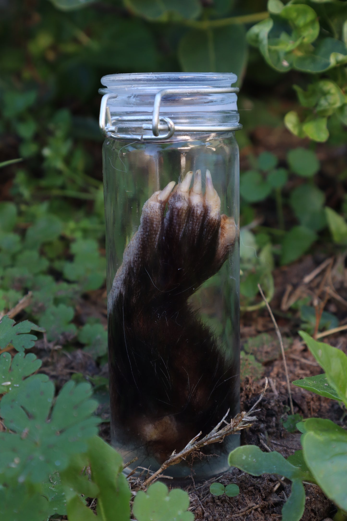 Opossum Paw Wet Specimen