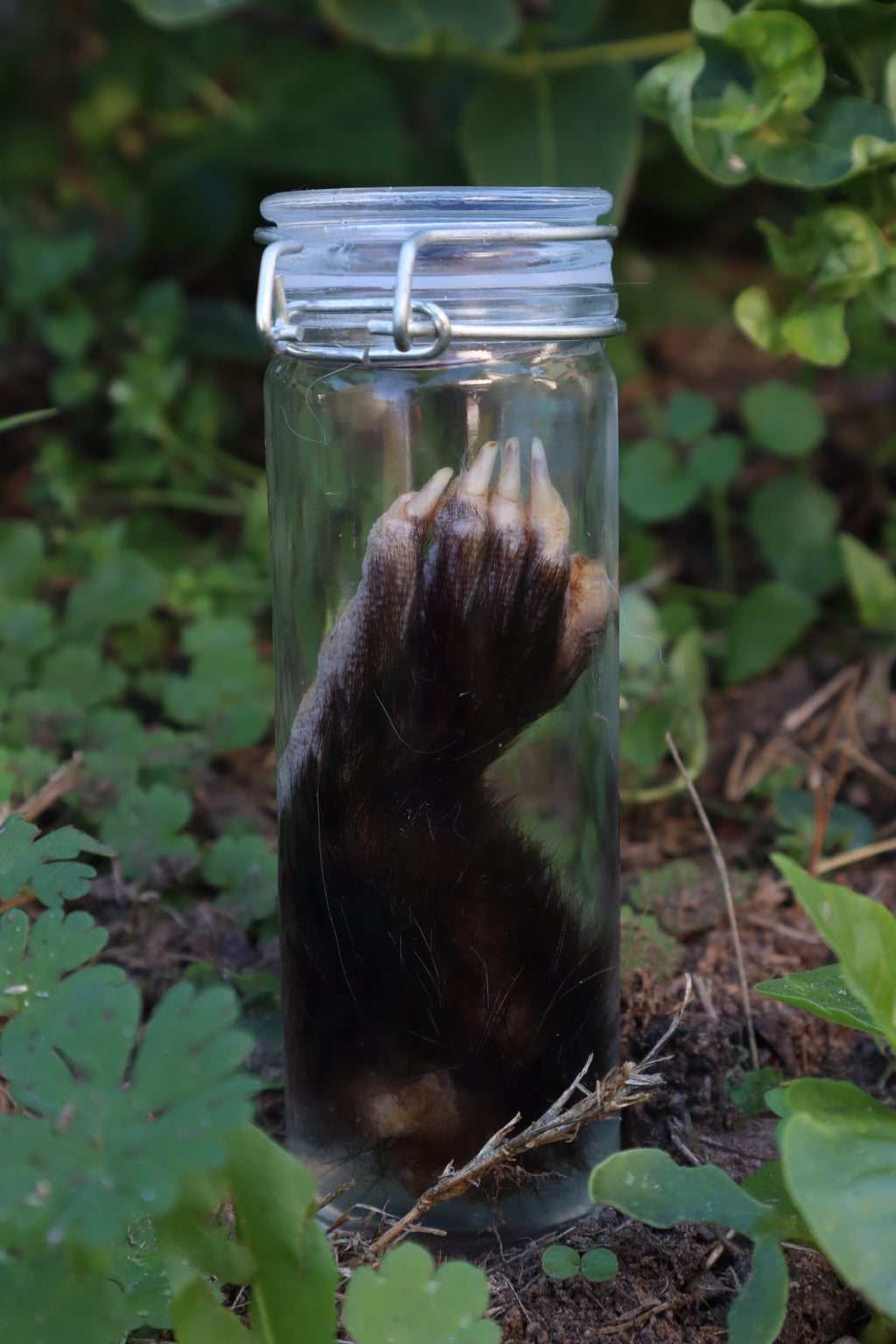 Opossum Paw Wet Specimen