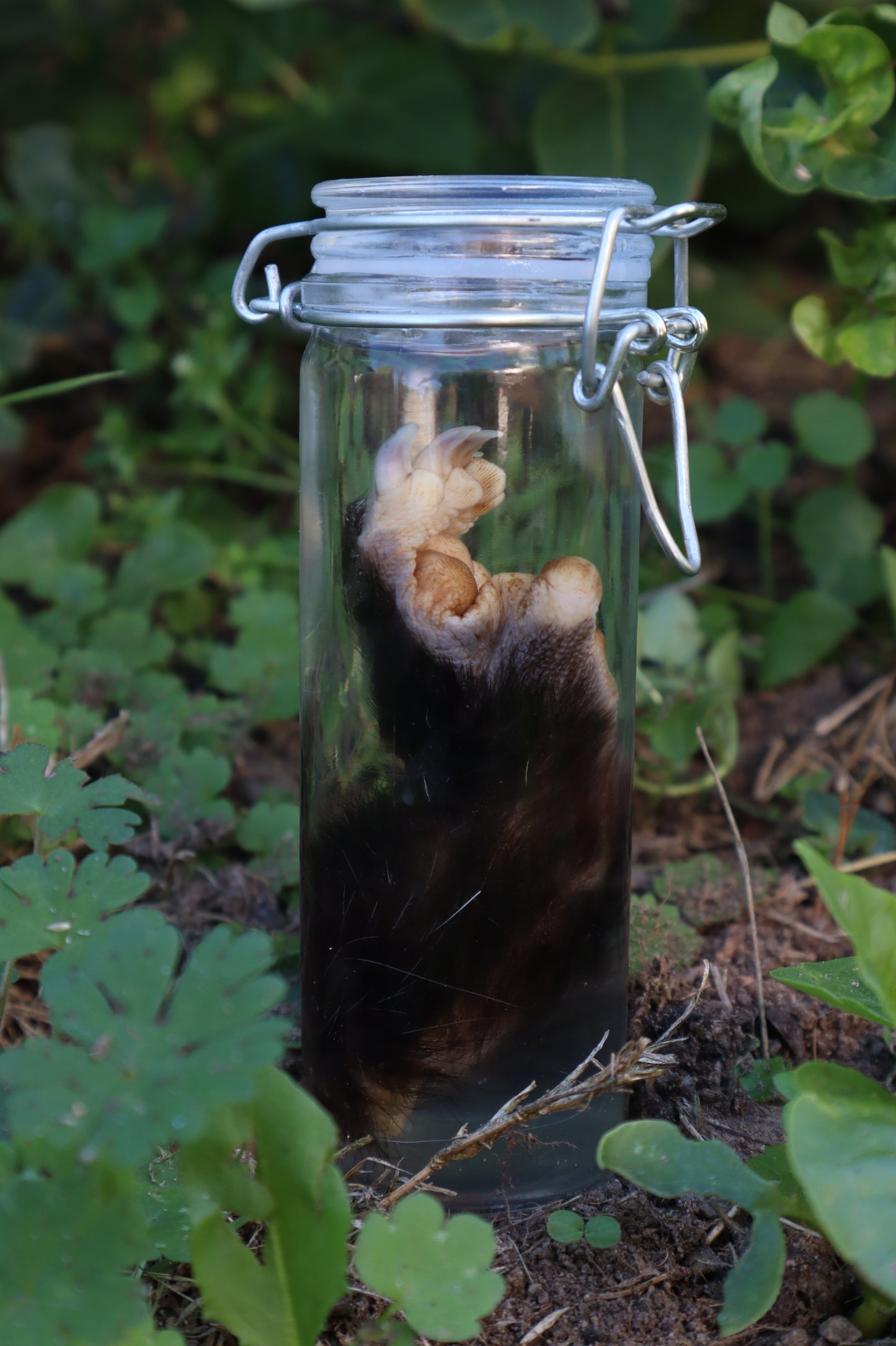 Opossum Paw Wet Specimen