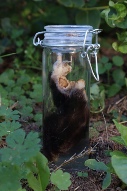 Opossum Paw Wet Specimen