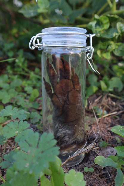 Raccoon Paw Wet Specimen