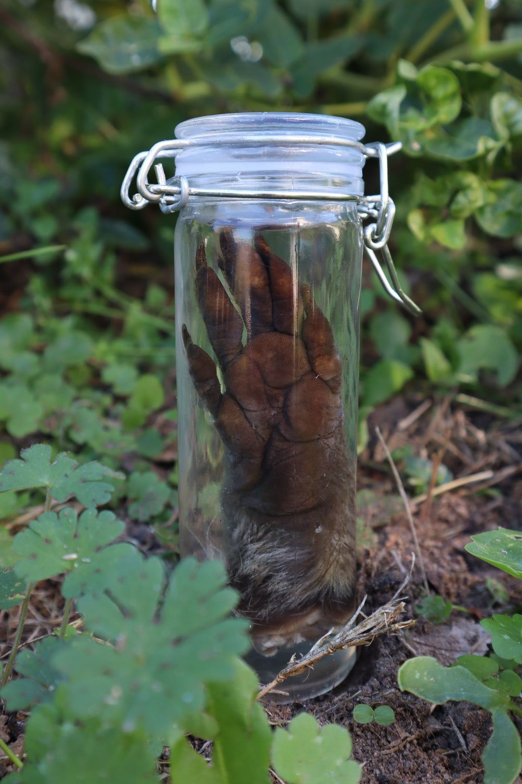 Raccoon Paw Wet Specimen