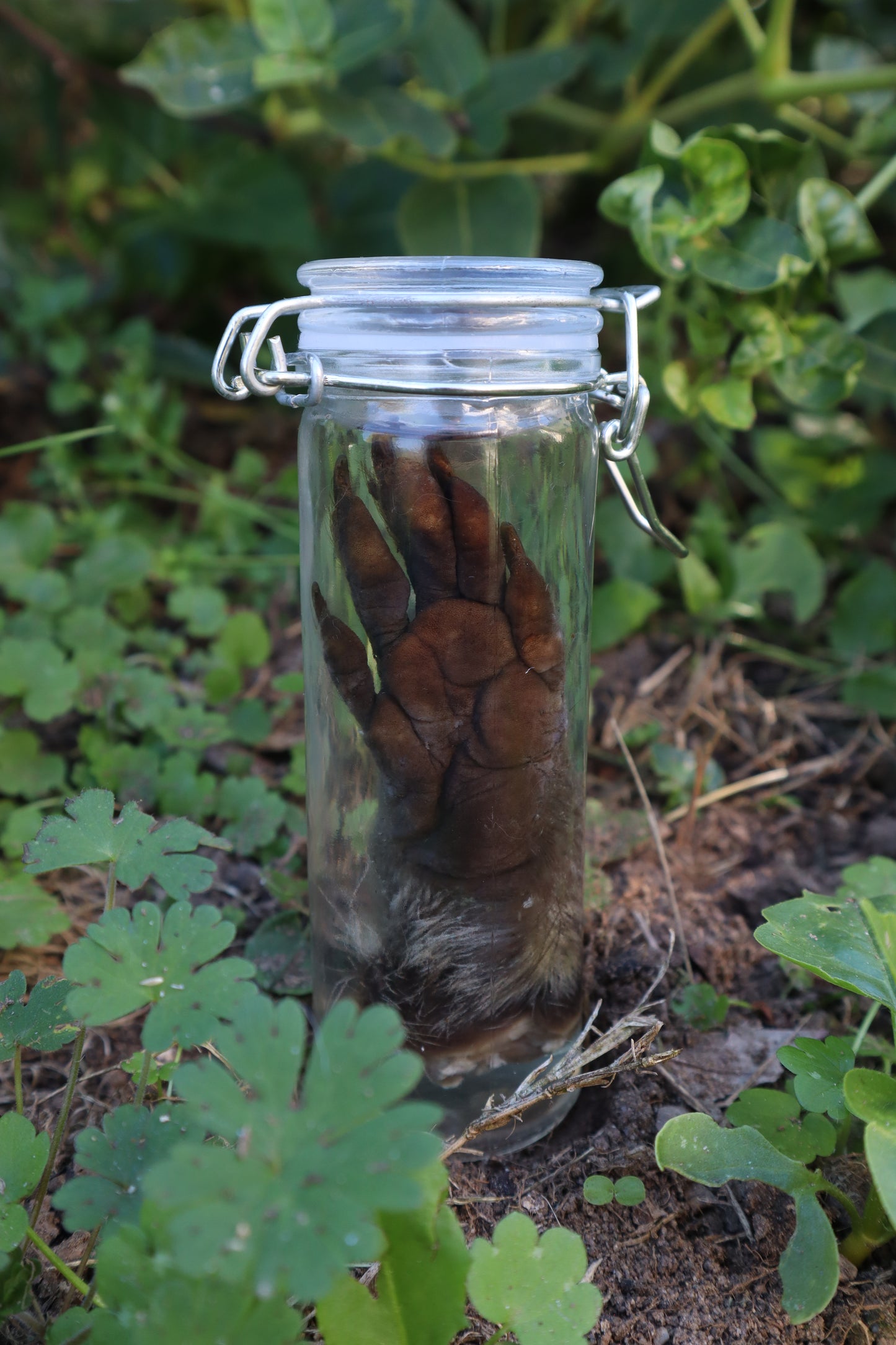 Raccoon Paw Wet Specimen