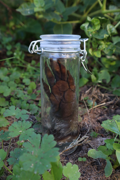 Raccoon Paw Wet Specimen