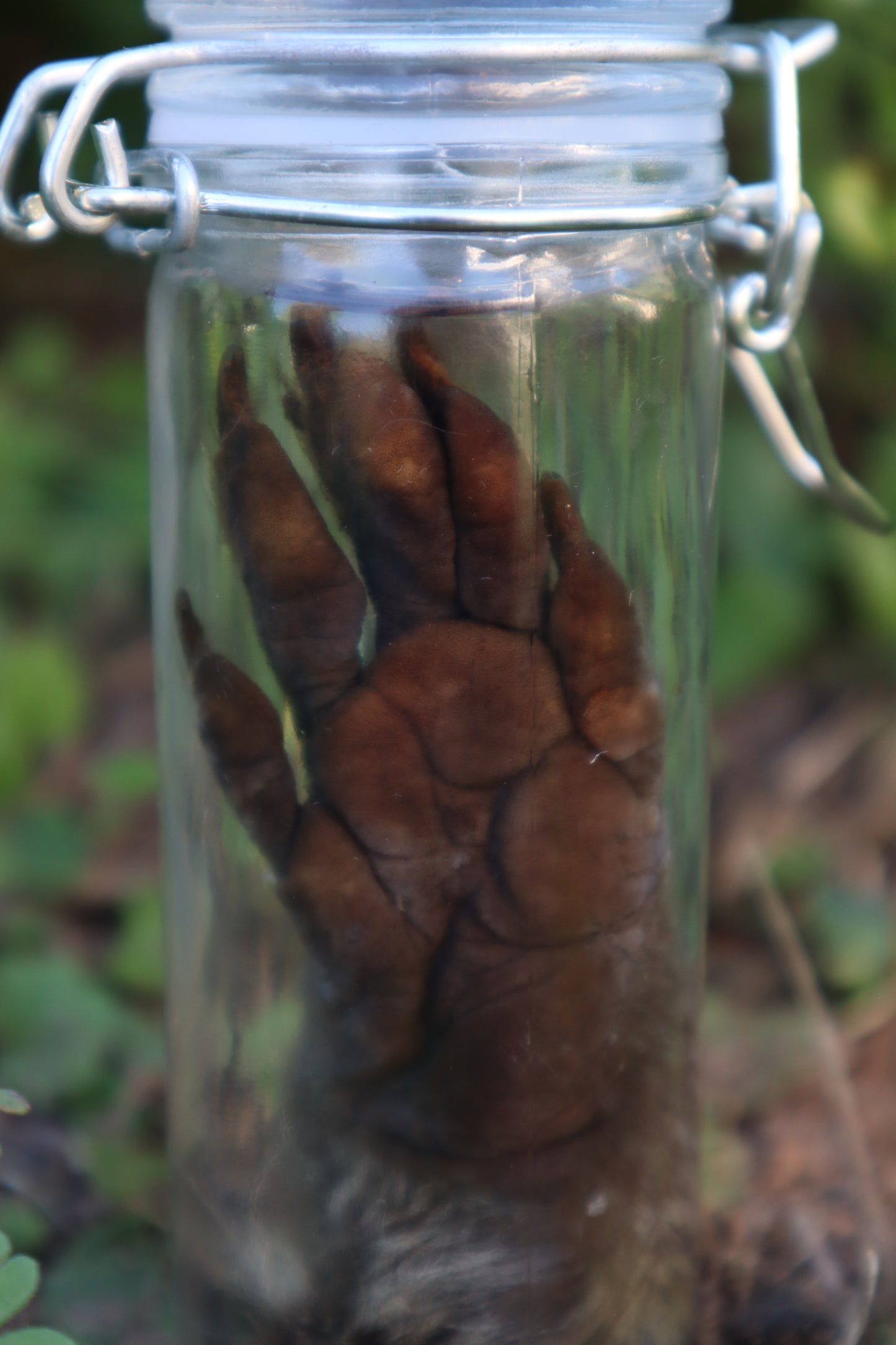 Raccoon Paw Wet Specimen