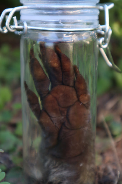 Raccoon Paw Wet Specimen