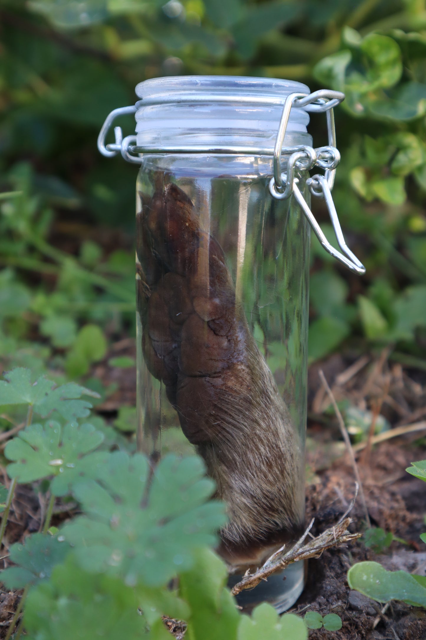Raccoon Paw Wet Specimen