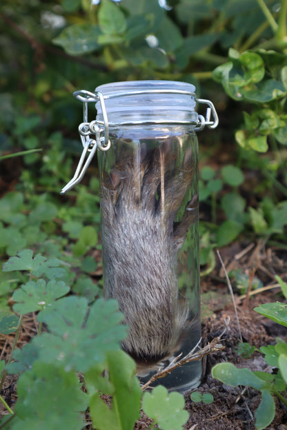 Raccoon Paw Wet Specimen
