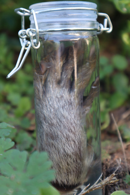 Raccoon Paw Wet Specimen