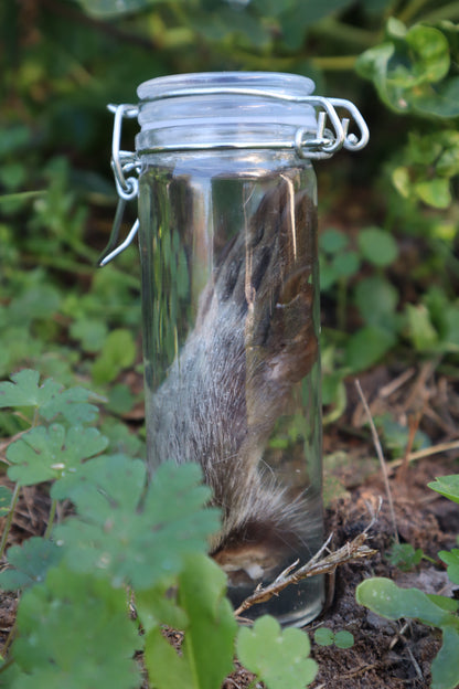 Raccoon Paw Wet Specimen
