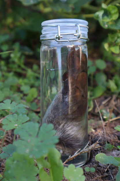 Raccoon Paw Wet Specimen