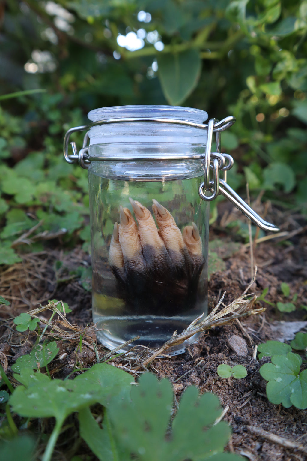 Opossum Paw Wet Specimen