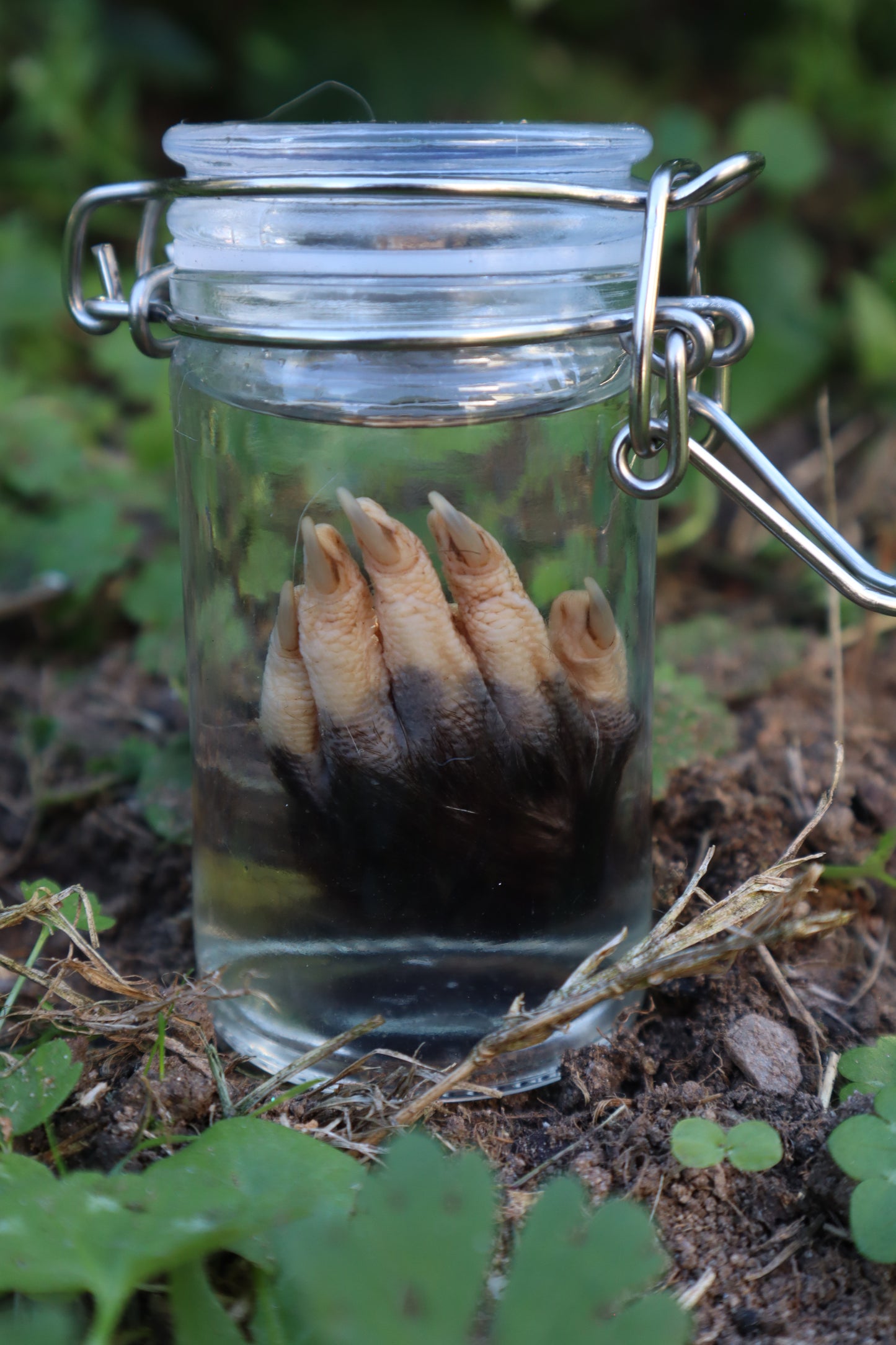 Opossum Paw Wet Specimen