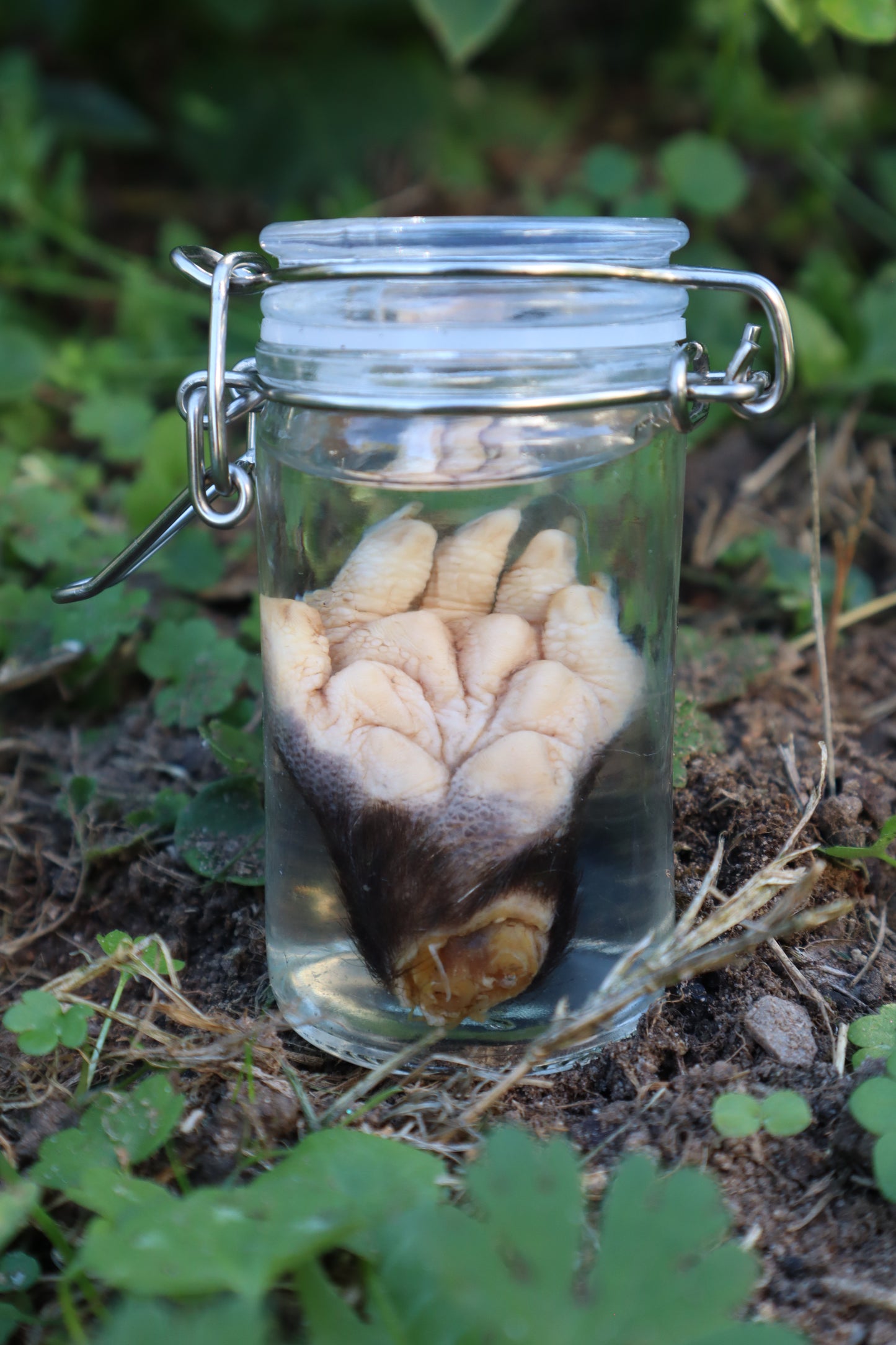 Opossum Paw Wet Specimen