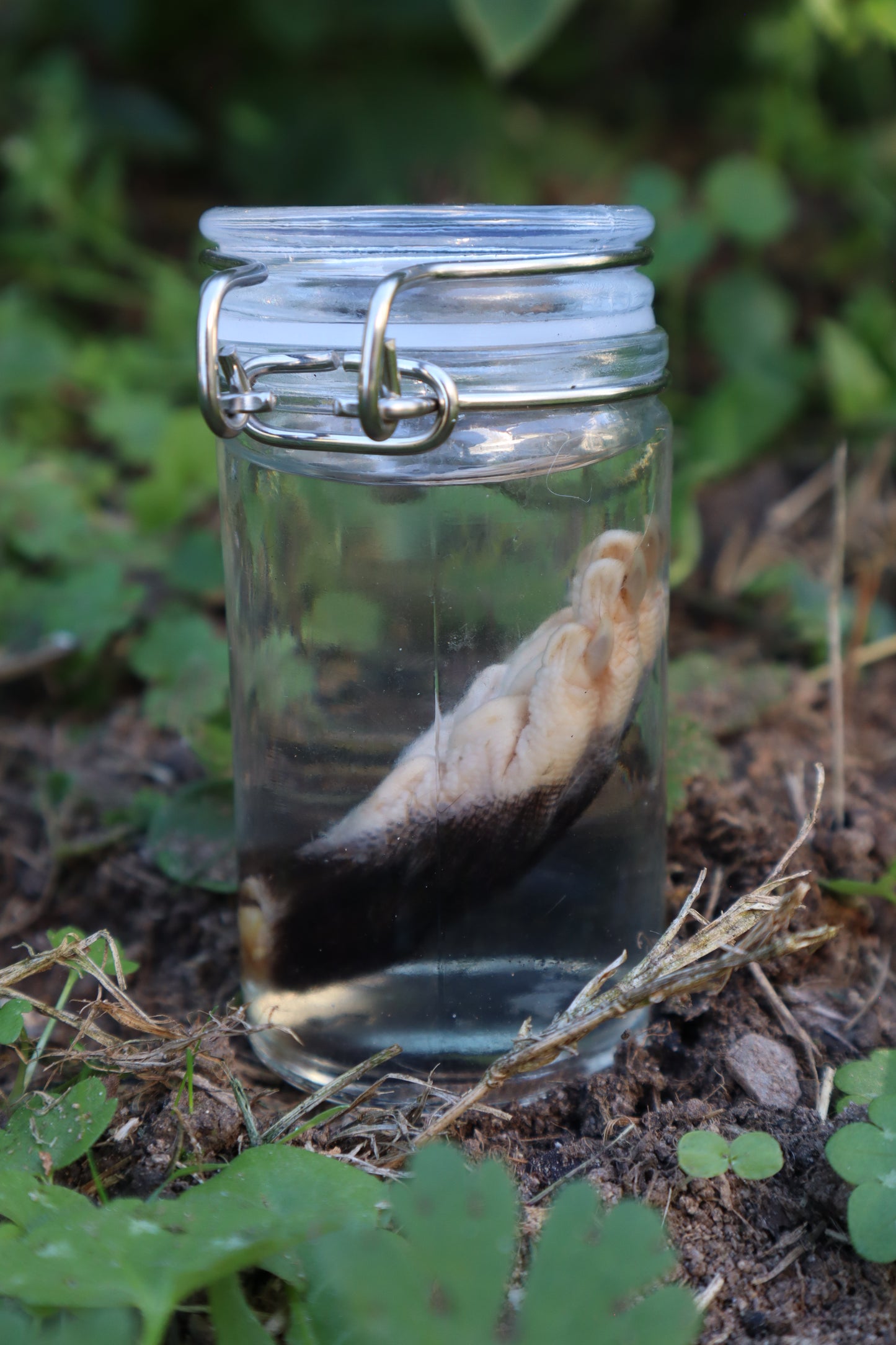 Opossum Paw Wet Specimen